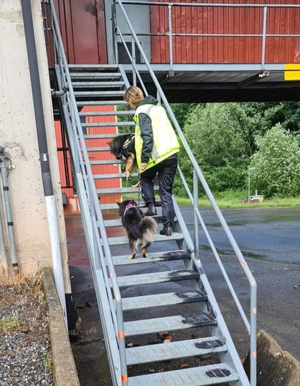 Me training dogs on a steel stairs 