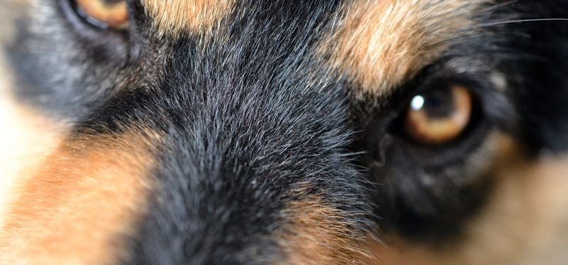 A close up picture of eyes of a Laponian dog